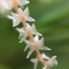 littletreedesignbiotopes844968