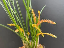 littletreedesignbiotopes844994