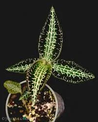 littletreedesignbiotopes845005