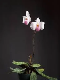 littletreedesignbiotopes845014