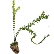 littletreedesignbiotopes845052