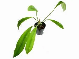 littletreedesignbiotopes845390