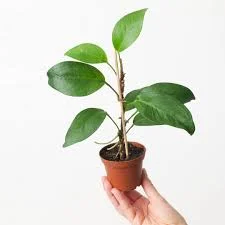 littletreedesignbiotopes845399