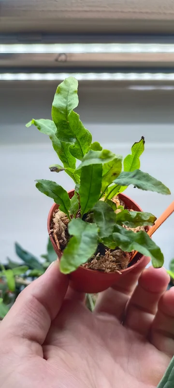 littletreedesignbiotopes845423