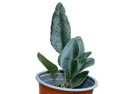 littletreedesignbiotopes845434
