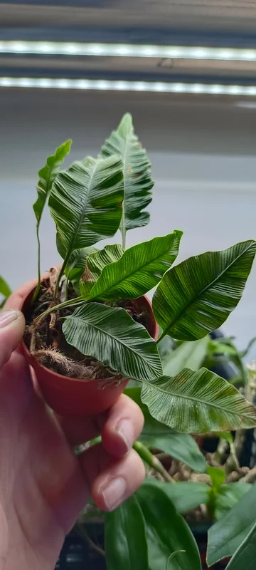 littletreedesignbiotopes845451