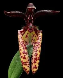 littletreedesignbiotopes845524