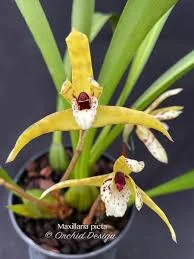 littletreedesignbiotopes845583