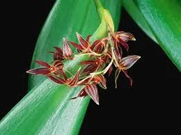littletreedesignbiotopes845619