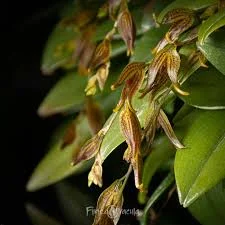 littletreedesignbiotopes845635