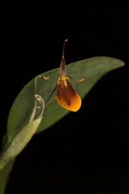 littletreedesignbiotopes845649