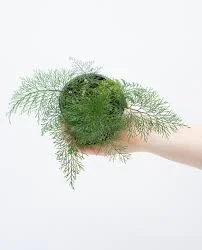 littletreedesignbiotopes845671