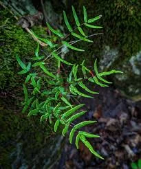 littletreedesignbiotopes845702