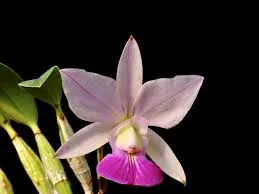 littletreedesignbiotopes845735