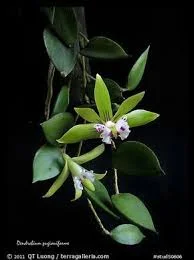 littletreedesignbiotopes845758