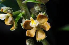 littletreedesignbiotopes845773
