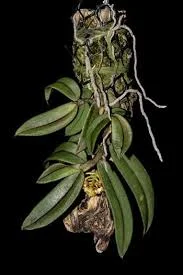 littletreedesignbiotopes845786