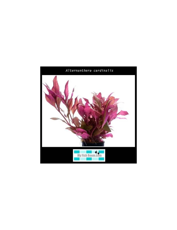 myfishroom828449
