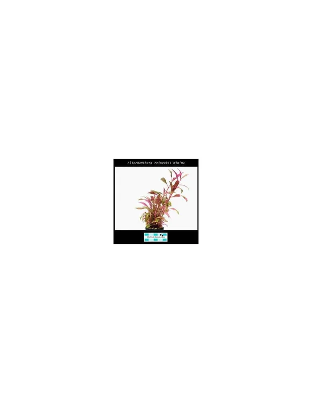 myfishroom831220