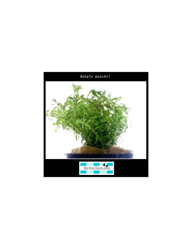 myfishroom832432