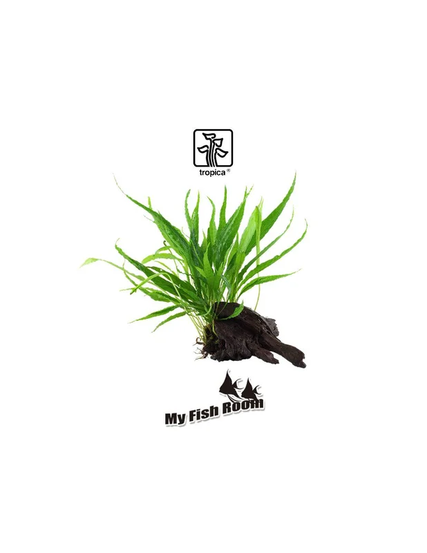 myfishroom843484