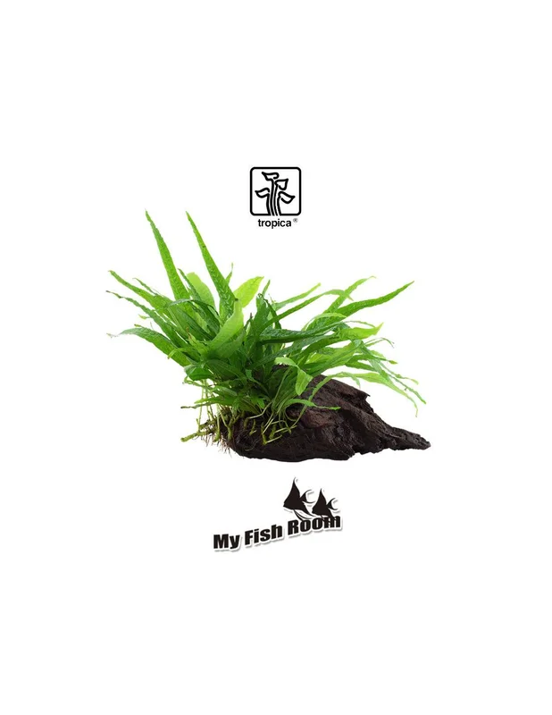 myfishroom843501