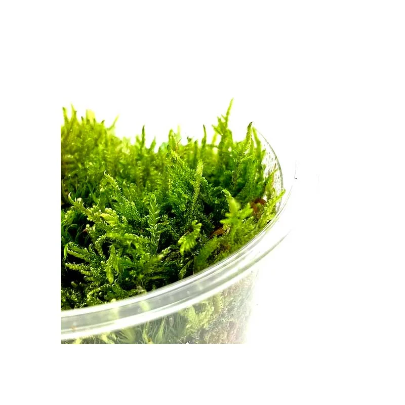 myshrimphouse825081