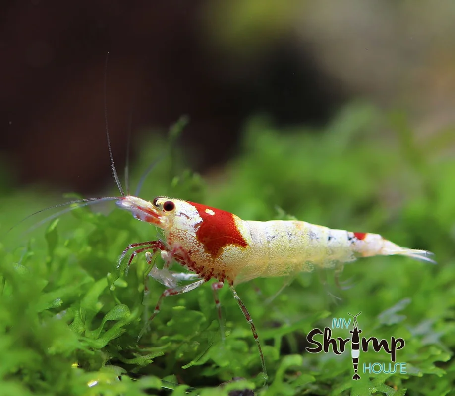 myshrimphouse825860