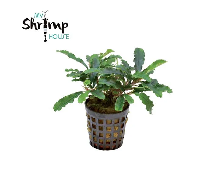 myshrimphouse826442