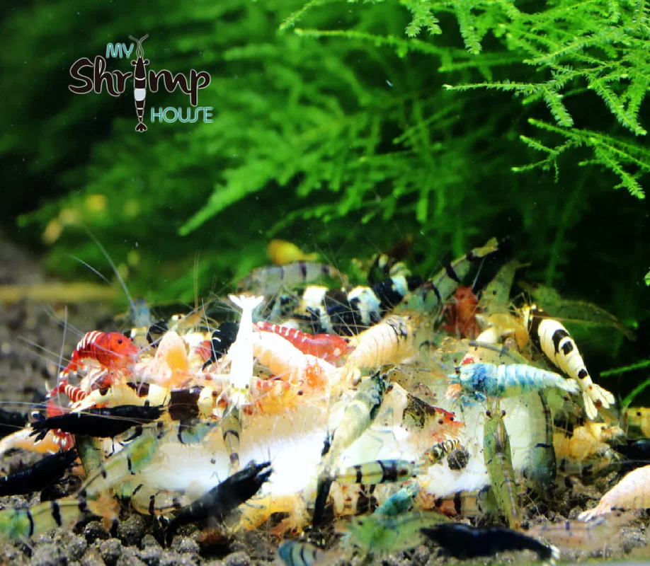 myshrimphouse827384