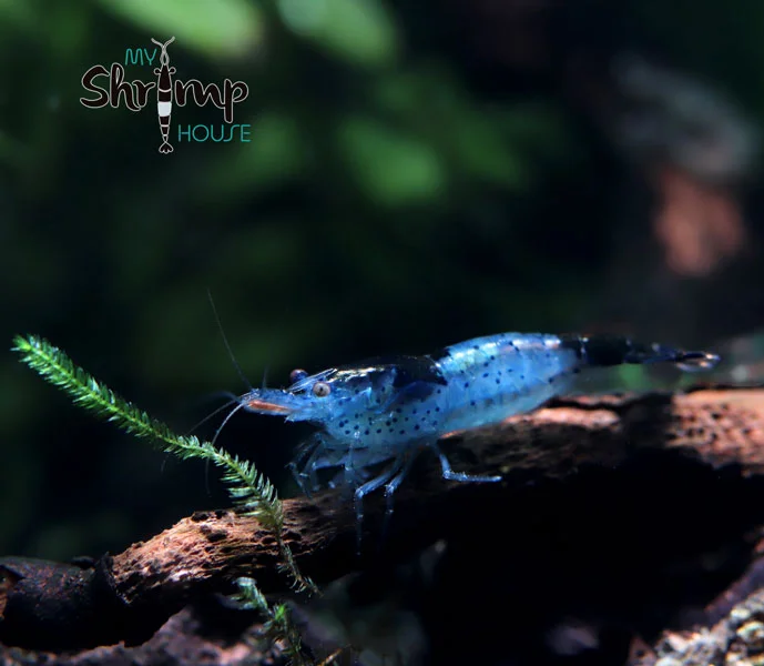 myshrimphouse827540