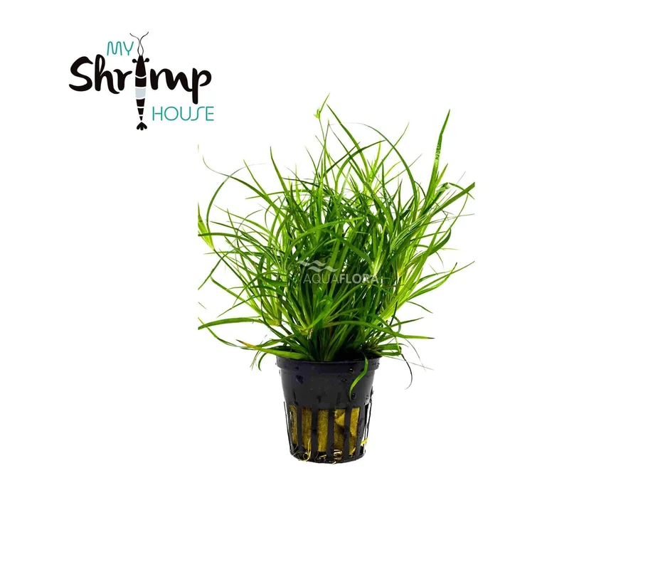 myshrimphouse828207