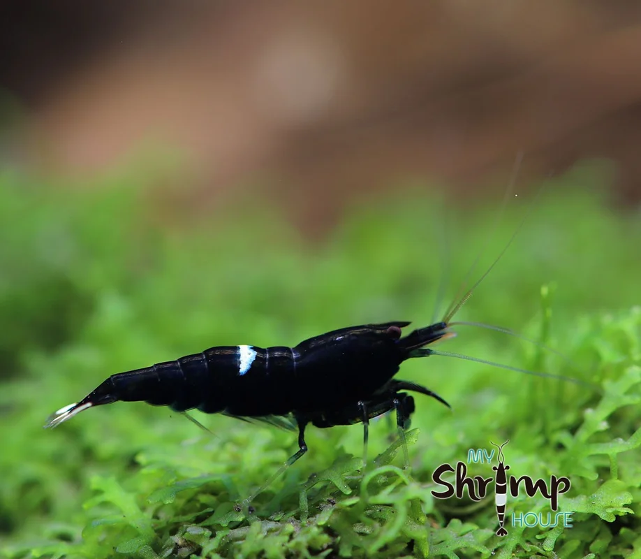 myshrimphouse828477