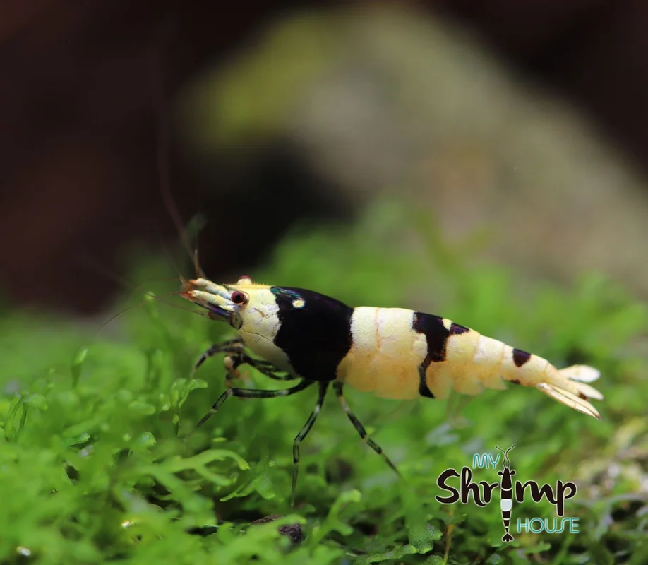 myshrimphouse828501