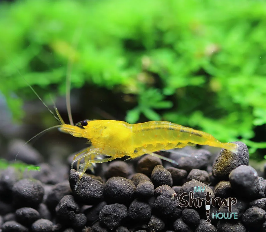 myshrimphouse829297