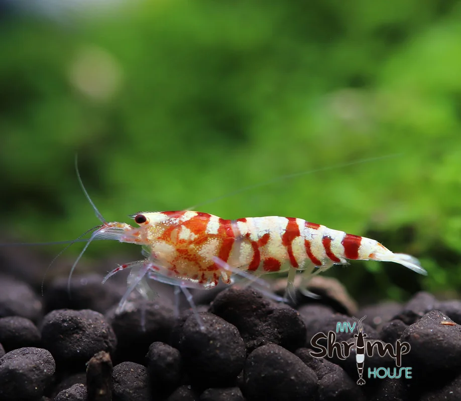 myshrimphouse829368
