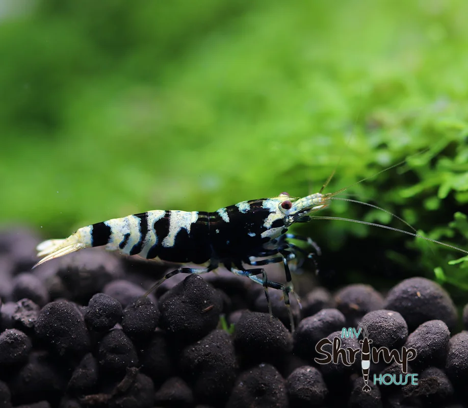myshrimphouse830300