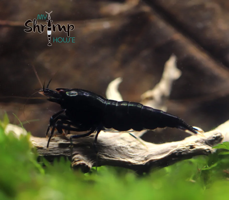 myshrimphouse830343