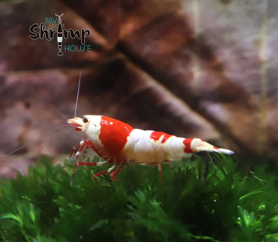 myshrimphouse830403
