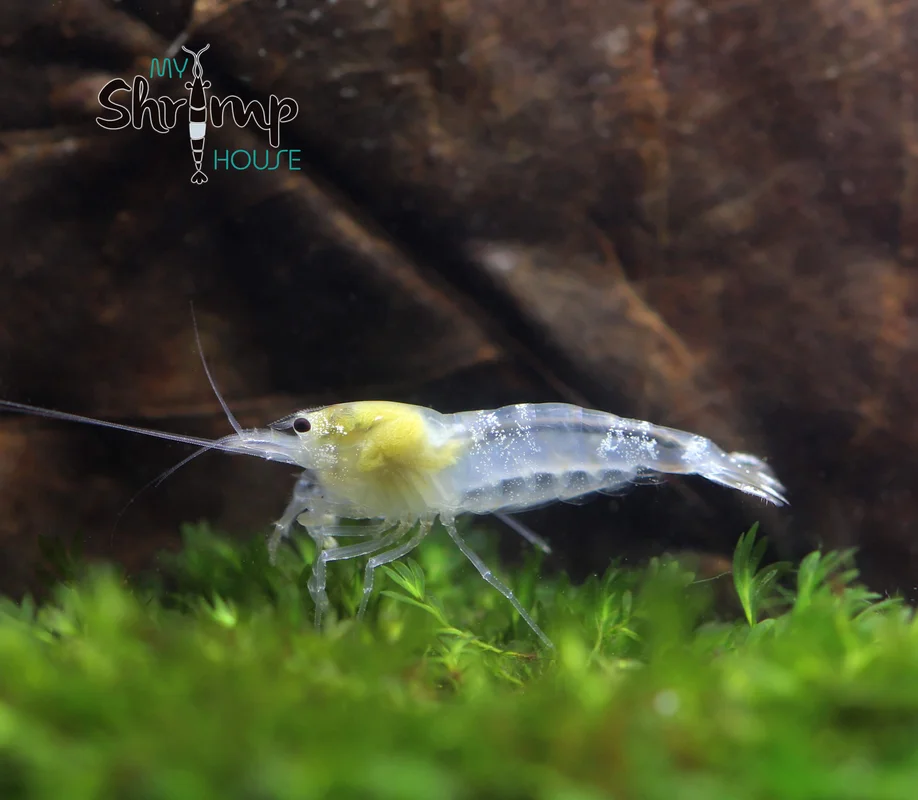 myshrimphouse830504
