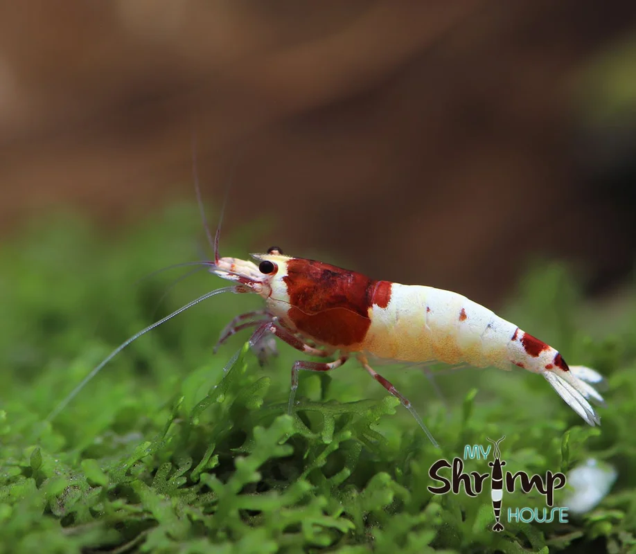 myshrimphouse831088