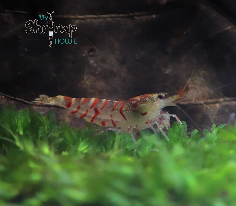 myshrimphouse831512