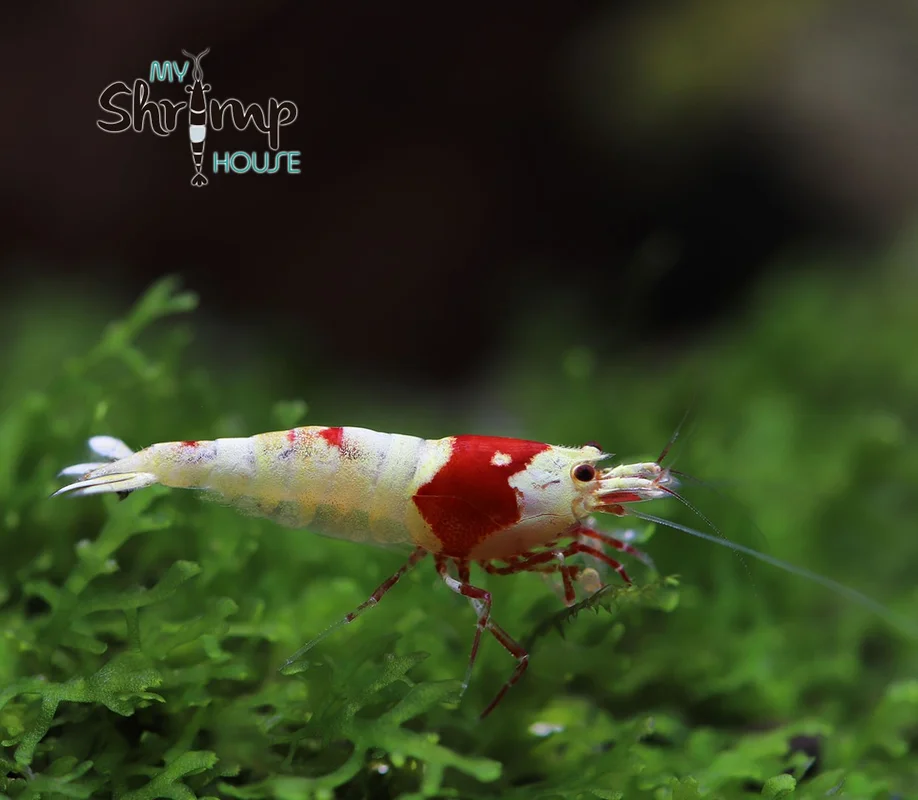 myshrimphouse831634