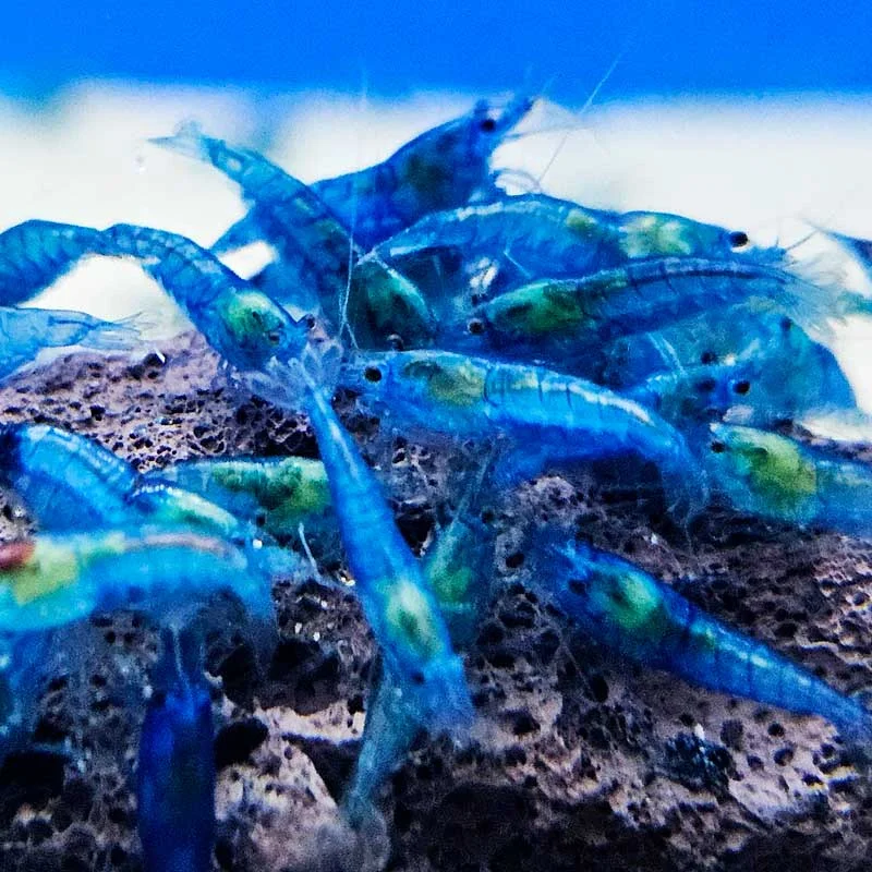 myshrimphouse831971