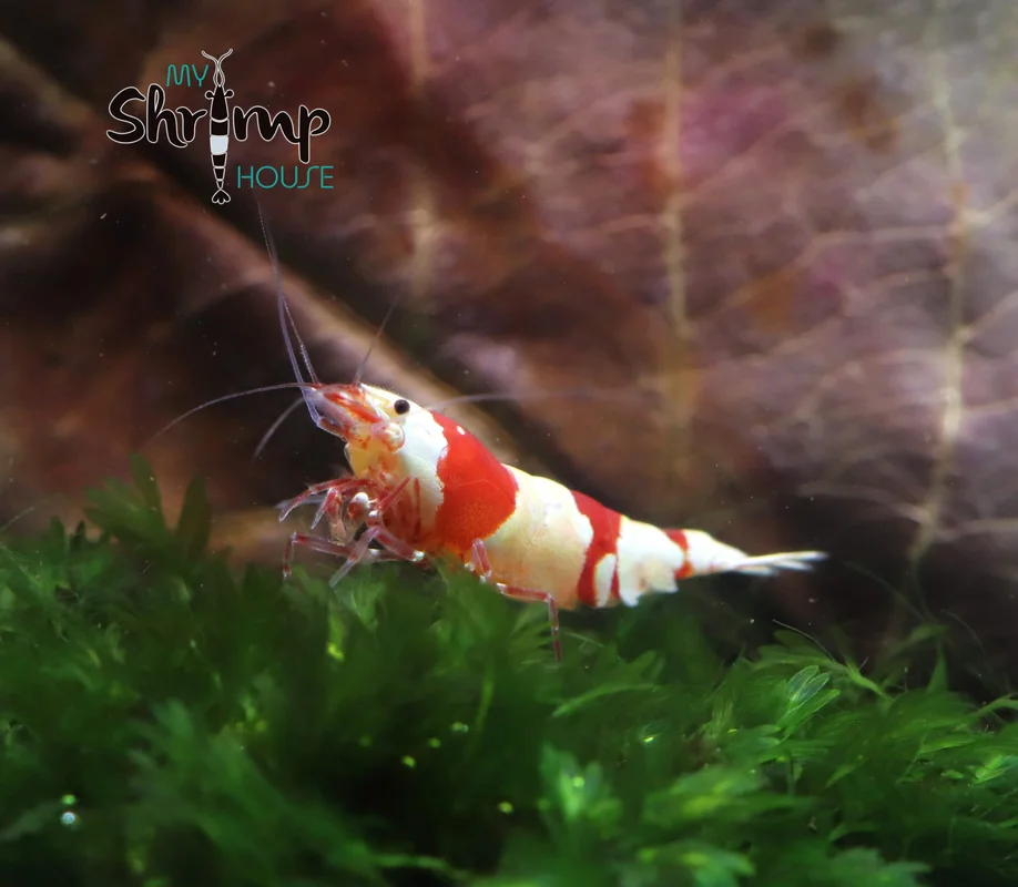 myshrimphouse832130