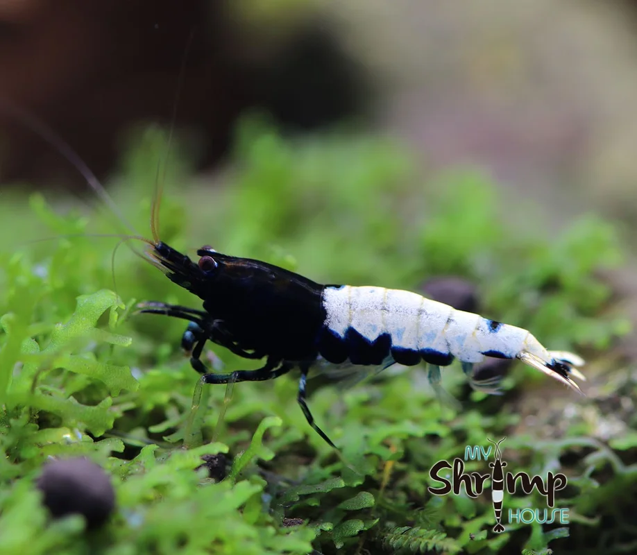 myshrimphouse832196