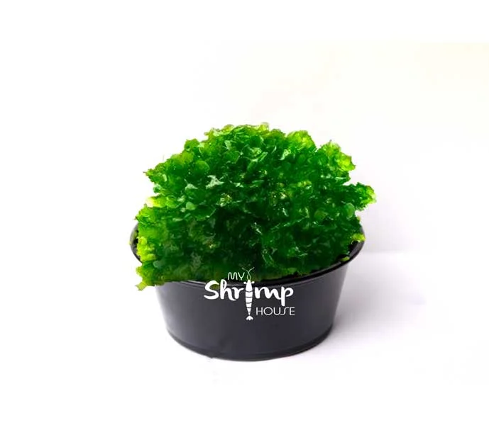 myshrimphouse833472