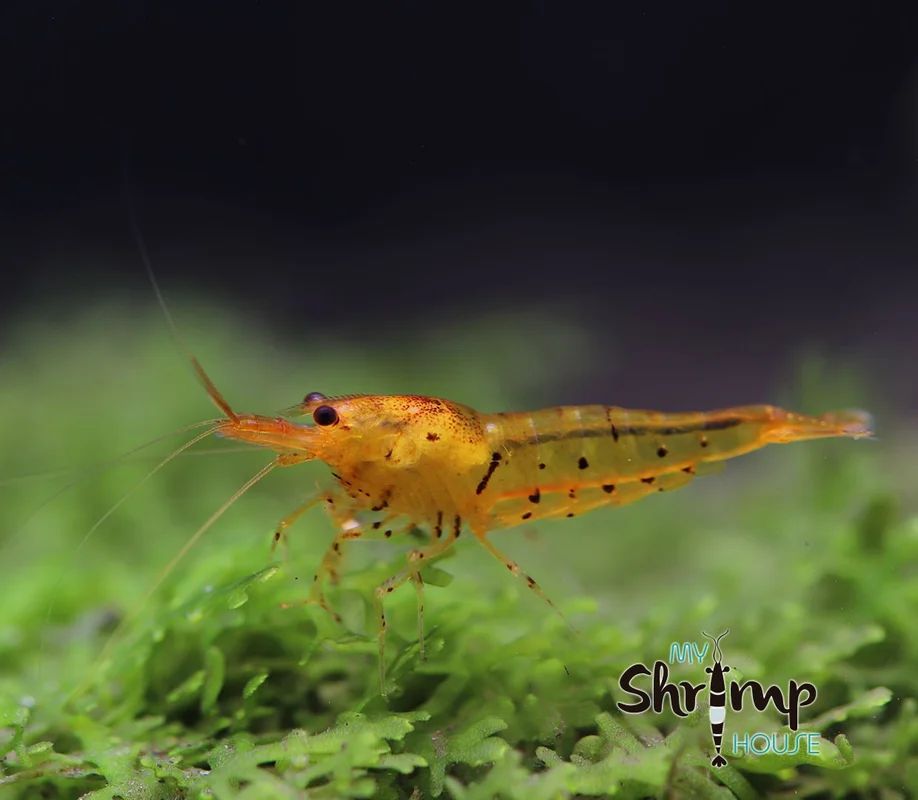 myshrimphouse833698
