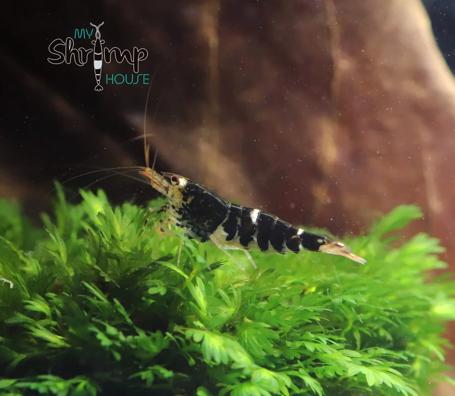 myshrimphouse833733