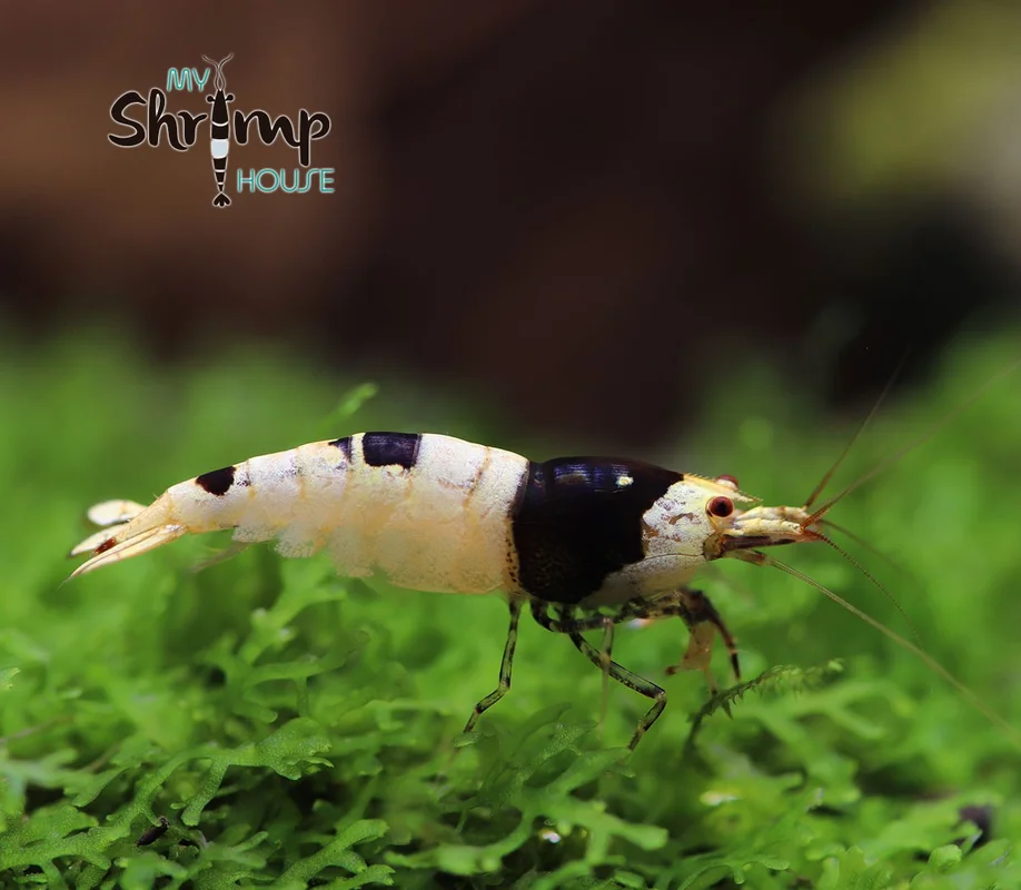 myshrimphouse833758